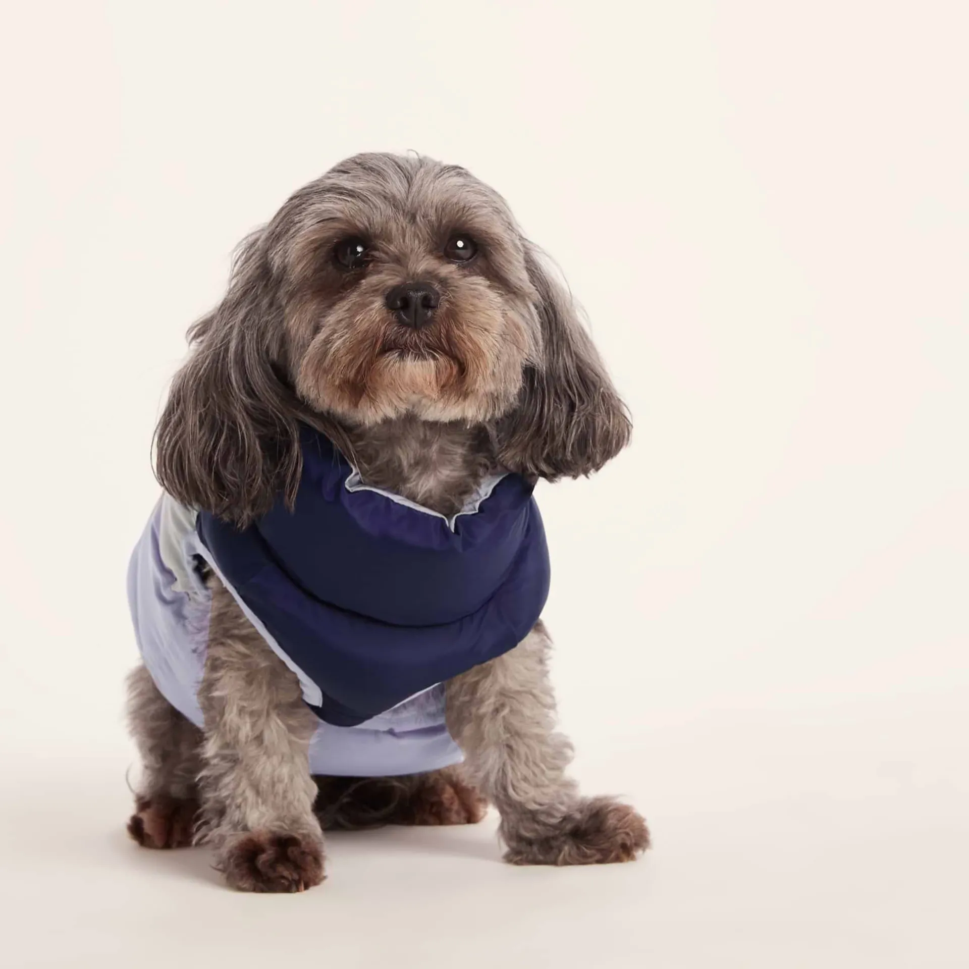 fetch-padded-dog-coat-xs-oxfor-SBWxkiko-0.webp Fashion TOG24 Fetch Padded Dog Coat XS Oxford Blue/Light Mist/Lavender Grey