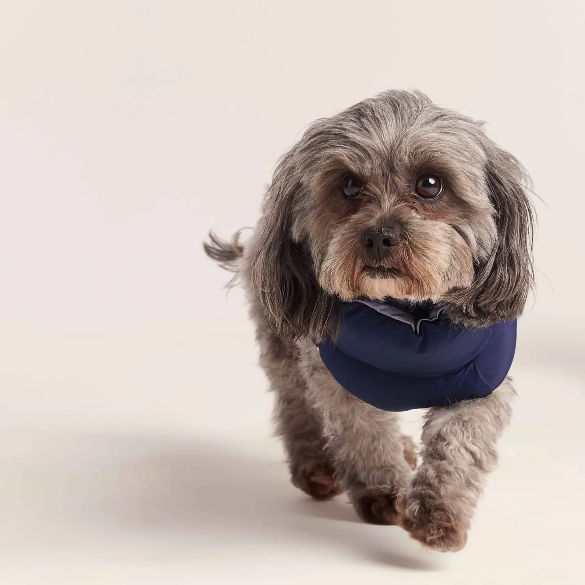 fetch-padded-dog-coat-xs-oxfor-SBWxkiko-4.webp Fashion TOG24 Fetch Padded Dog Coat XS Oxford Blue/Light Mist/Lavender Grey