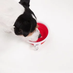 New TOG24 Thirsty Dog Bowl In | Dog Bowls | Chilli Red